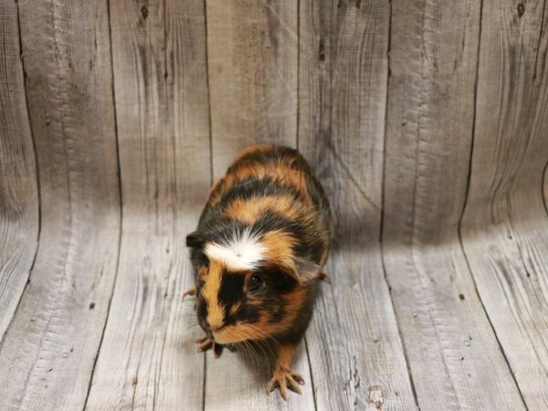 Crested-GUINEA PIG-Female--26713-Petland Racine, Wisconsin