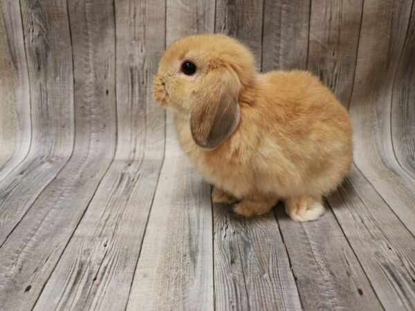 Holland Lop-RABBIT-Female--26751-Petland Racine, Wisconsin