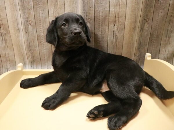Labrador Retriever-DOG-Female-Black-26760-Petland Racine, Wisconsin