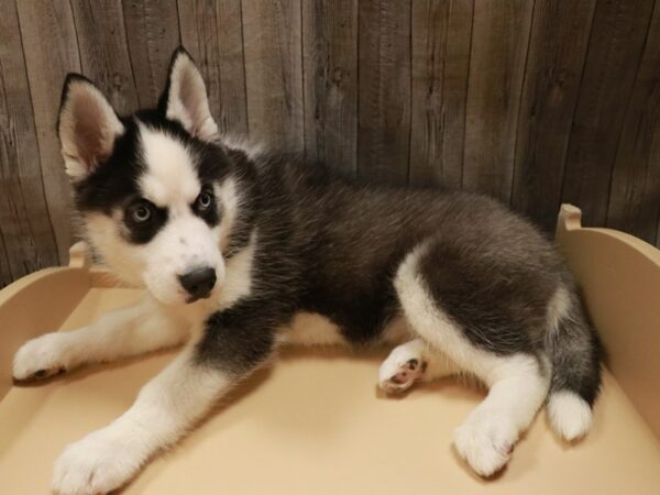 Siberian Husky-DOG-Female-Black / White-26758-Petland Racine, Wisconsin