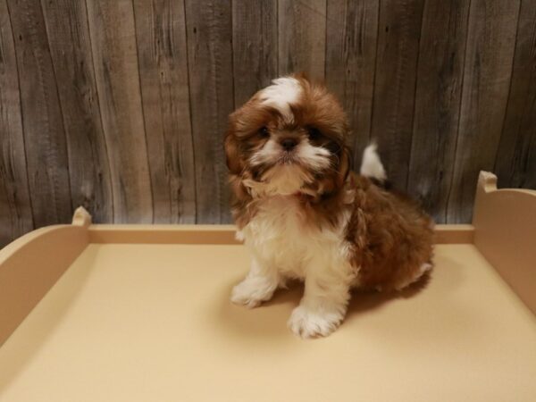 Shih Tzu-DOG-Female-Red / White-26799-Petland Racine, Wisconsin