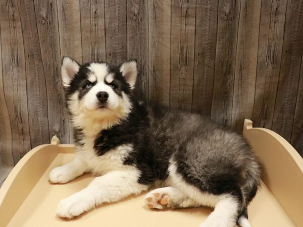 Siberian Husky-DOG-Female-Black / White-26788-Petland Racine, Wisconsin