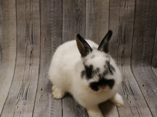 Netherland Dwarf-RABBIT-Female--26773-Petland Racine, Wisconsin