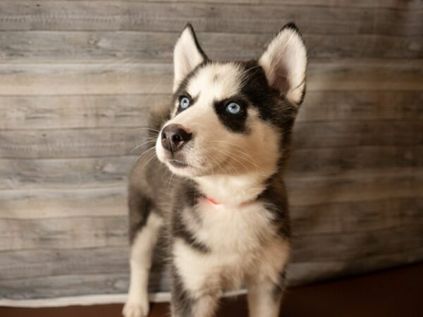 Siberian Husky-DOG-Female-Black / White-26850-Petland Racine, Wisconsin