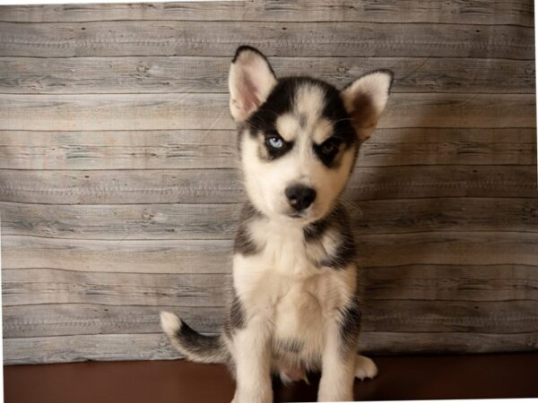 Siberian Husky-DOG-Male-Black / White-26852-Petland Racine, Wisconsin