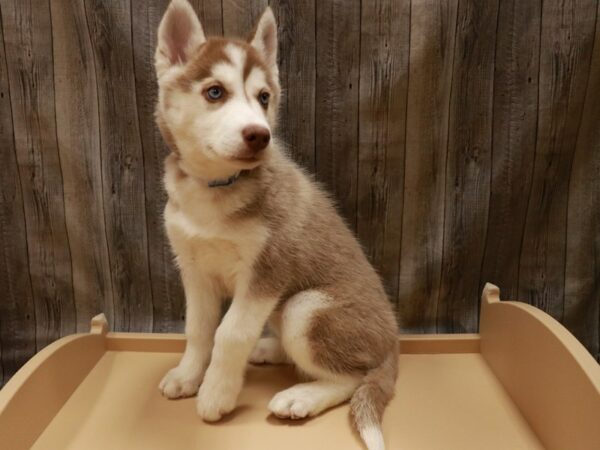 Siberian Husky-DOG-Female-Red / White-26893-Petland Racine, Wisconsin