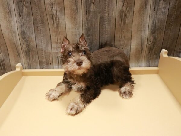 Miniature Schnauzer-DOG-Female-Chocolate-26887-Petland Racine, Wisconsin