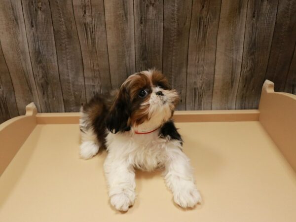 Shih Tzu-DOG-Female-Brown / White-26886-Petland Racine, Wisconsin