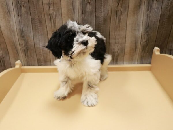 Miniature Schnauzer-DOG-Female-Black / White-26885-Petland Racine, Wisconsin
