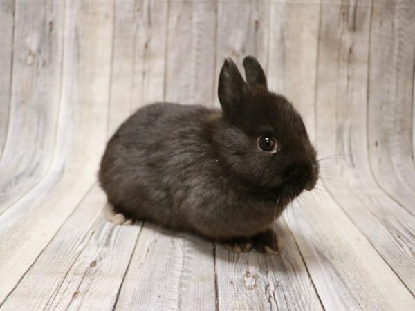 Netherland Dwarf-RABBIT-Female--26833-Petland Racine, Wisconsin