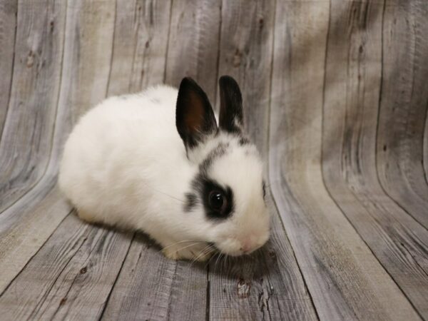 Netherland Dwarf-RABBIT-Female--26834-Petland Racine, Wisconsin