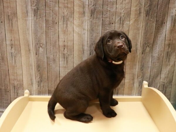 Labrador Retriever-DOG-Female-Chocolate-26928-Petland Racine, Wisconsin