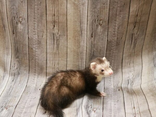 Ferret-FERRET---26937-Petland Racine, Wisconsin