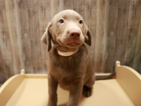 Labrador Retriever-DOG-Female-Silver-26961-Petland Racine, Wisconsin