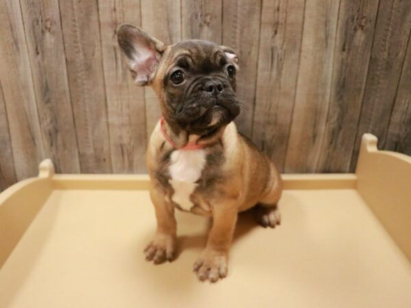 French Bulldog-DOG-Female-Fawn Sable-26959-Petland Racine, Wisconsin