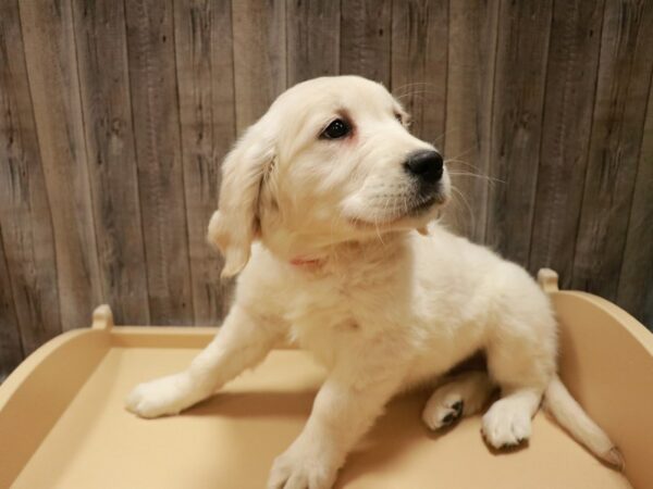 Golden Retriever-DOG-Female-Cream-26956-Petland Racine, Wisconsin