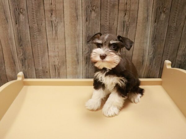 Miniature Schnauzer-DOG-Female-Chocolate / White-26950-Petland Racine, Wisconsin