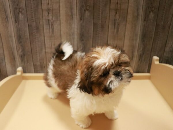 Shih Tzu-DOG-Female-Sable / White-26949-Petland Racine, Wisconsin
