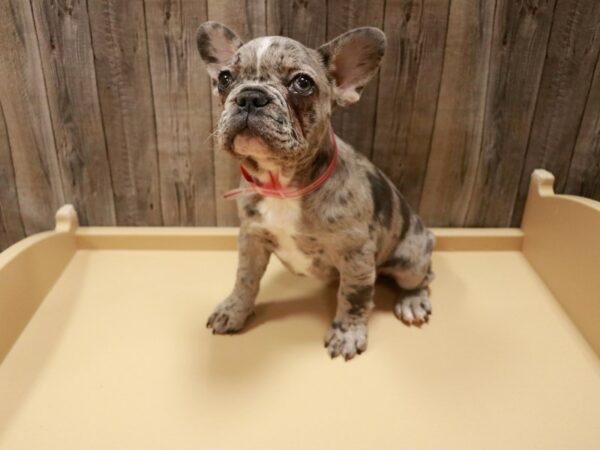 French Bulldog-DOG-Female-Merle-26945-Petland Racine, Wisconsin