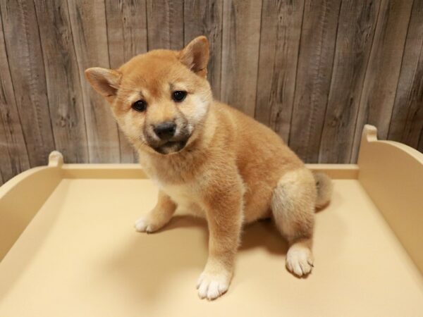 Shiba Inu-DOG-Female-Red-27002-Petland Racine, Wisconsin