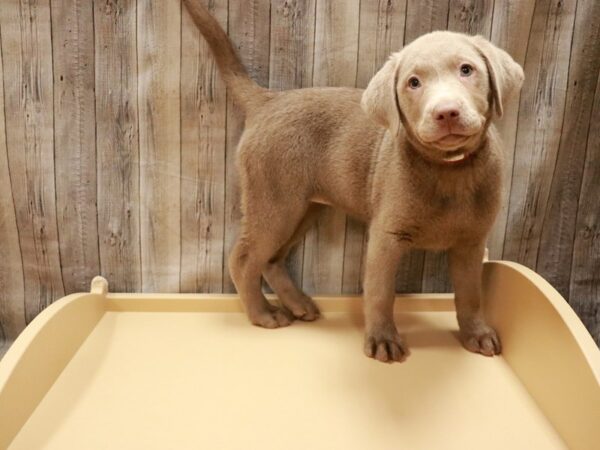 Labrador Retriever-DOG-Female-Silver-26998-Petland Racine, Wisconsin