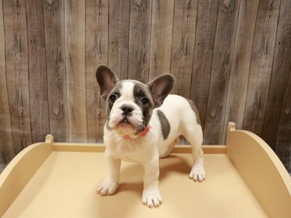 French Bulldog-DOG-Female-Blue / White-26995-Petland Racine, Wisconsin