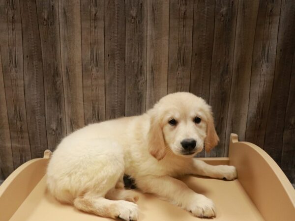 Golden Retriever-DOG-Female-Cream-26992-Petland Racine, Wisconsin