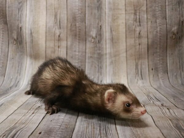 Ferret-FERRET---26982-Petland Racine, Wisconsin