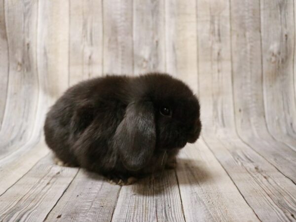 Holland Lop-RABBIT-Female--26983-Petland Racine, Wisconsin