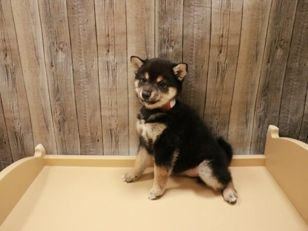 Shiba Inu-DOG-Female-Black-27029-Petland Racine, Wisconsin