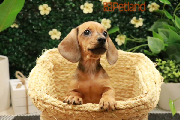 Wiener puppies for sale hotsell