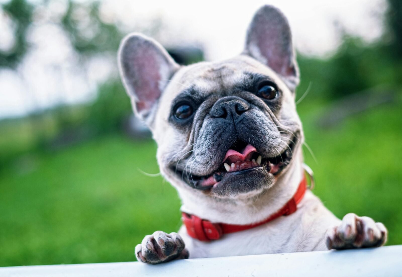 French bulldog Diet Tips