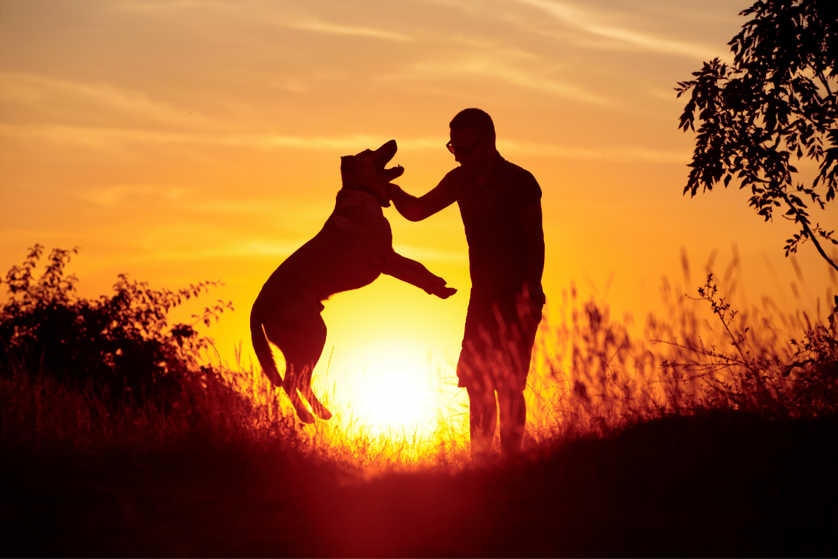 Exploring the Future: AI and Smart Technology for Pets