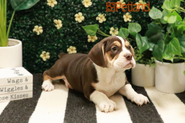 [#25380-04] - Chocolate M Bulldog/Bulldog-Beagle Puppies for Sale