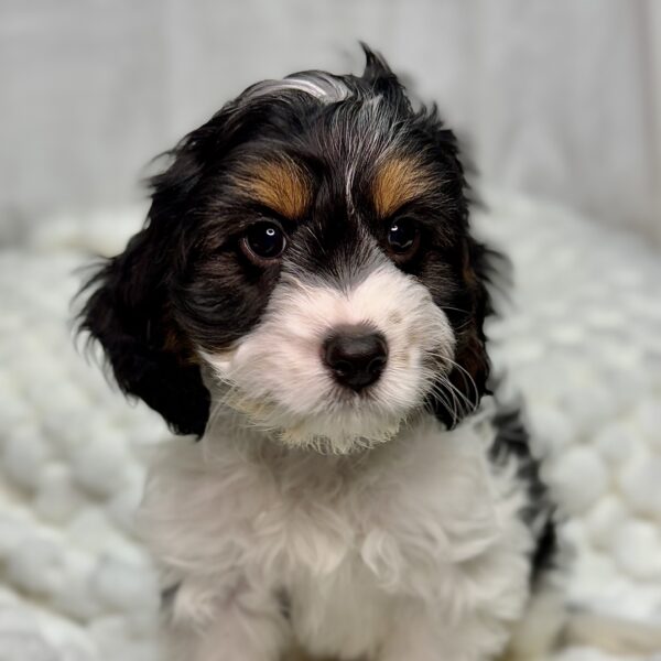 [#25707-02] - Black / White M Cavapoo Puppies For Sale