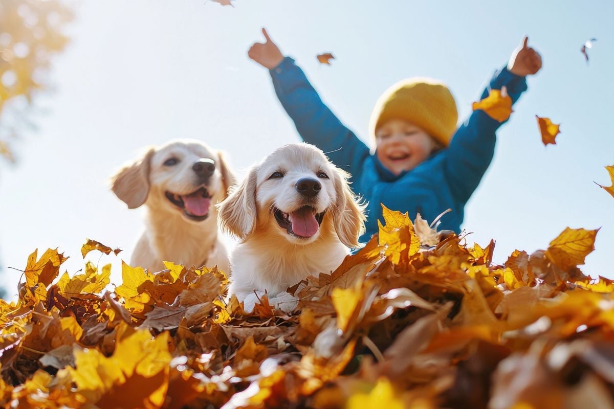 Sniff, Crunch, Zoom: The Best Fall Activities For Your Pup
