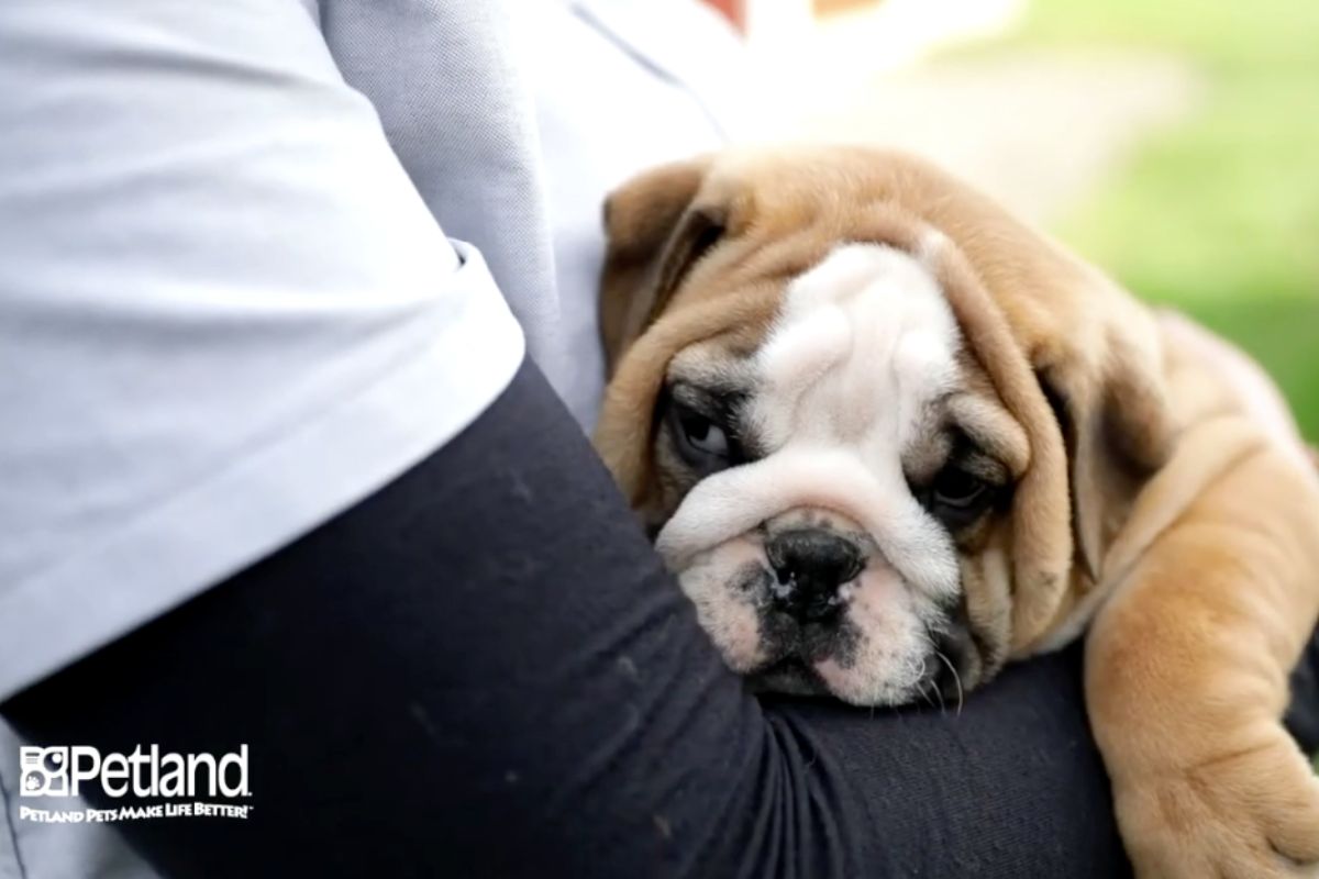 What Makes Petland Racine Unique?