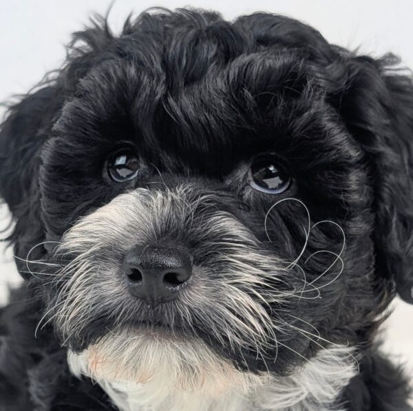 [#2689-01]  - Black / White M Yorkiepoo Puppies For Sale