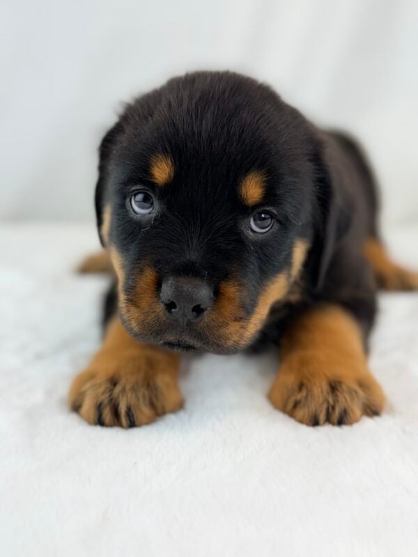 [#26391-04]  - Black / Tan M Rottweiler Puppies For Sale
