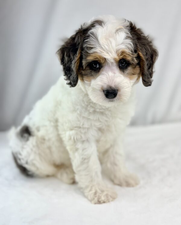 [#26446-02]  - White / Gray M Bernedoodle Mini 2nd Gen Puppies For Sale