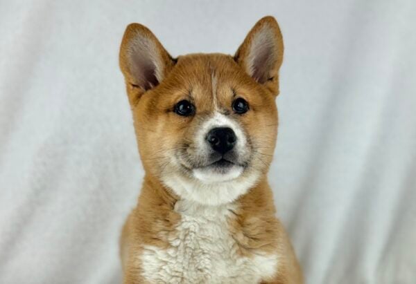 [#26460-02]  - Red Sesame M Shiba Inu Puppies For Sale