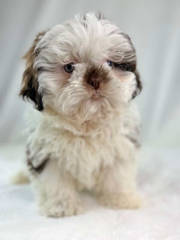 [#26350-01]  - Chocolate M Shih Tzu Puppies For Sale