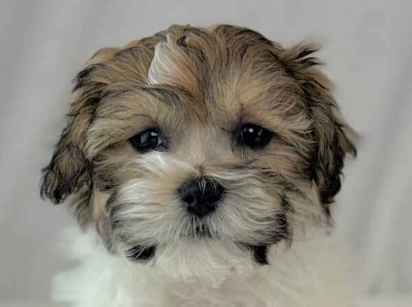 [#26290-01]  - Brown / White M Teddy Bear Puppies For Sale