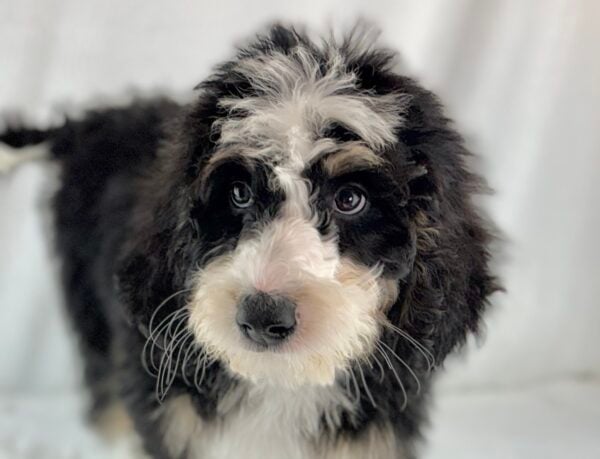 [#26453-01]  - Black M Bernedoodle Puppies For Sale