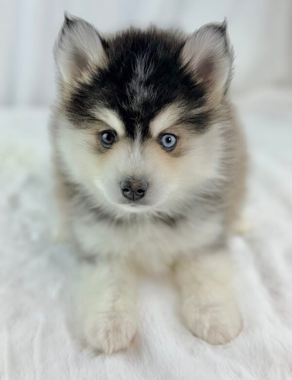 [#26424-02]  - Black / White M Pomsky Puppies For Sale