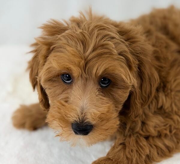 [#26293-01]  - Red M Goldendoodle Mini 2nd Gen Puppies For Sale