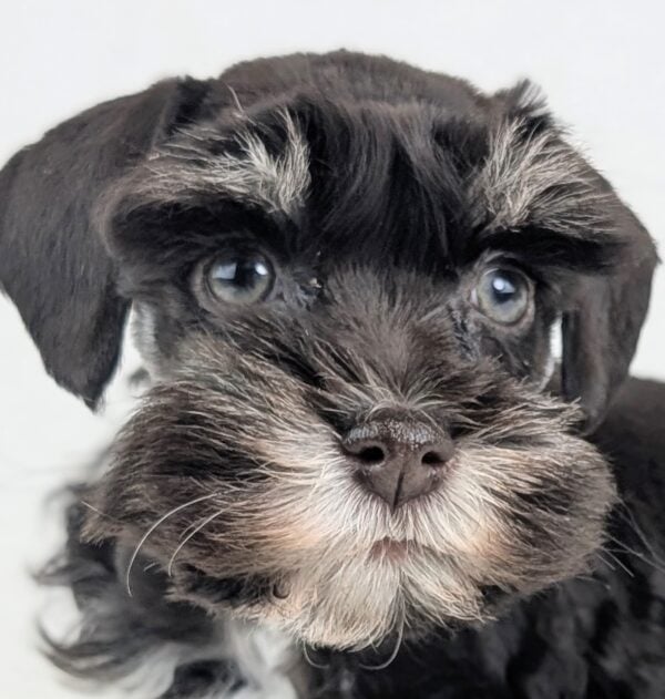 [#26488-03]  - Chocolate / Tan F Miniature Schnauzer Puppies For Sale