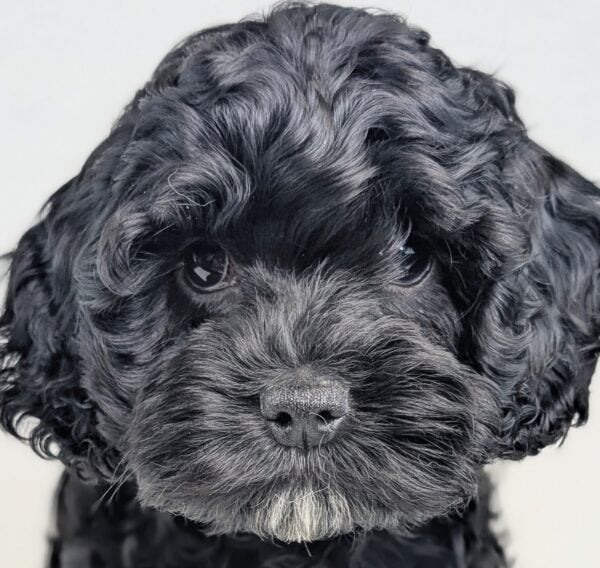 [#26241-02]  - Black M Cock A Poo Puppies For Sale