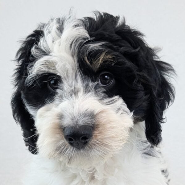 [#2619-02]  - Black White / Tan M Bernedoodle Mini 2nd Gen Puppies For Sale