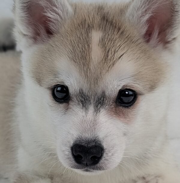 [#26299-02]  - Tan / White M Alaskan Klee Kai Puppies For Sale